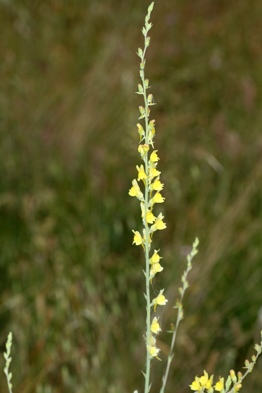 Linaria genistifolia / Linajola a foglie di ginestra